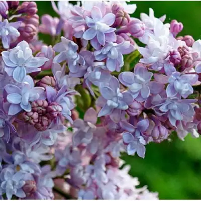 Сирень ПАМЯТЬ О ВАВИЛОВЕ в Сморгони