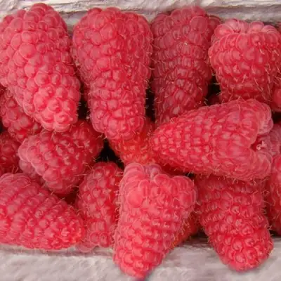 Саженцы малины Лячка (Ляшка)