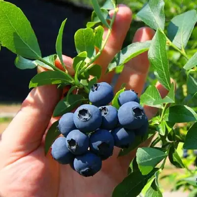 Голубика НОРТ КАНТРИ в Сморгони
