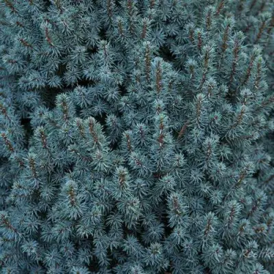 Ель САНДЕРС БЛЮ канадская в Сморгони