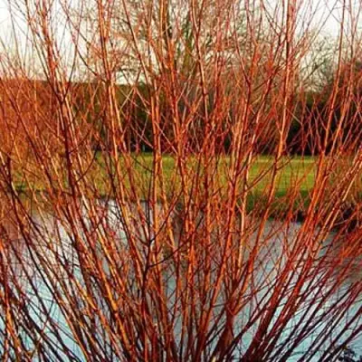 Ива ВИТЕЛЛИНА белая  в Сморгони