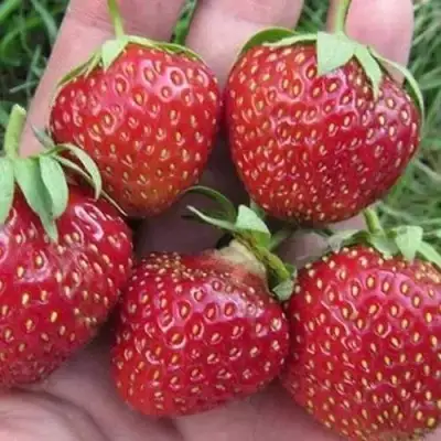 Клубника ВИМА ЗАНТА в Сморгони