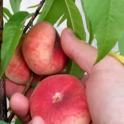 Персик САТУРН ИНЖИРНЫЙ в Сморгони