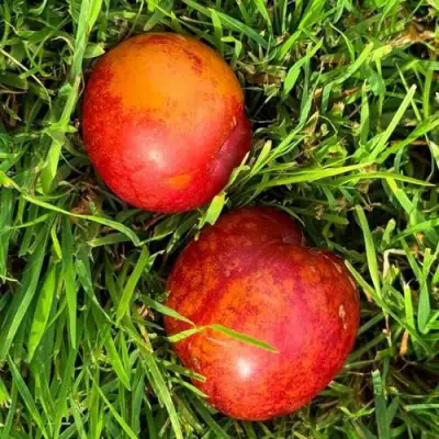 Шарафуга НЕКТАРИННАЯ в Сморгони