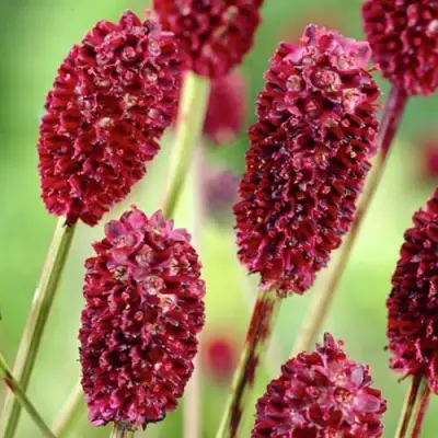 Кровохлебка ТАННА лекарственная в Сморгони