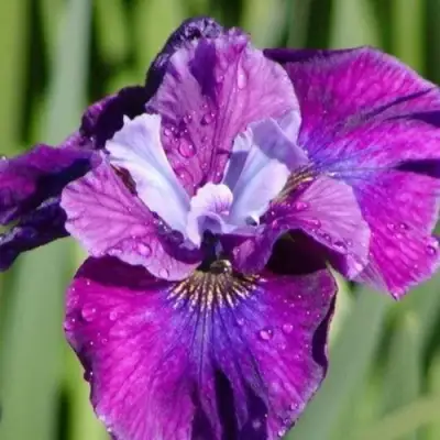 Ирис СИ Я ЛЕЙТЕР сибирский в Сморгони