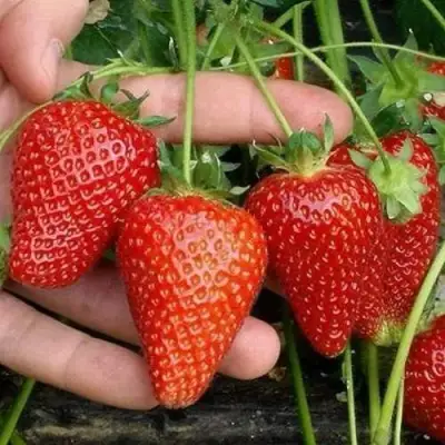 Клубника АЛЬБА в Сморгони