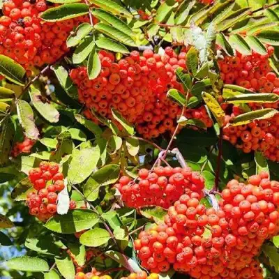 Рябина СОРБИНКА сладкоплодная в Сморгони