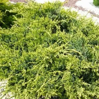 Можжевельник ГОЛД СТАР средний в Сморгони