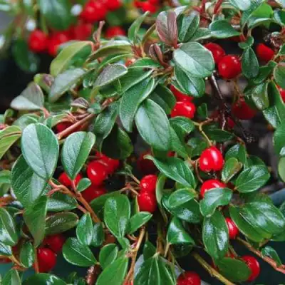 Кизильник Даммера в Сморгони