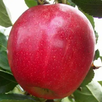 Яблоня ГАЛА МАСТ в Сморгони