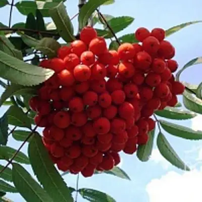 Рябина САХАРНАЯ ПЕТРОВА сладкоплодная в Сморгони