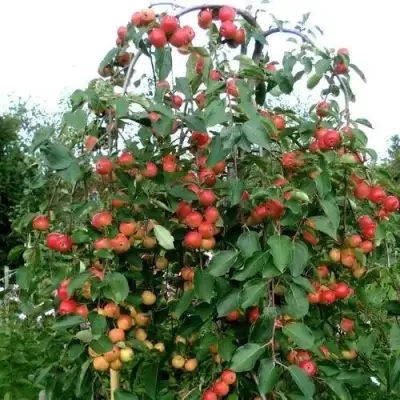 Яблоня ХЮВИНГИЕНЗИС декоративная в Сморгони