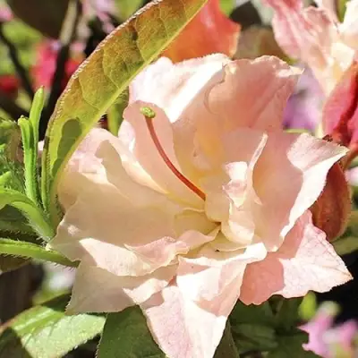 Азалия КЭННОНС ДАБЛ листопадная в Сморгони