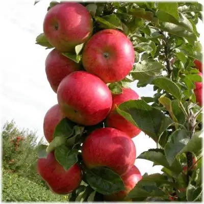 Яблоня ОСТАНКИНО колонновидная в Сморгони