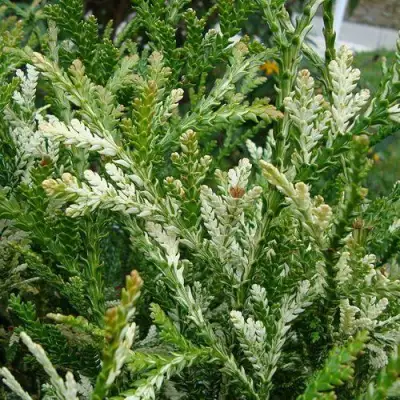 Туевик ВАРИЕГАТА долотовидный в Сморгони