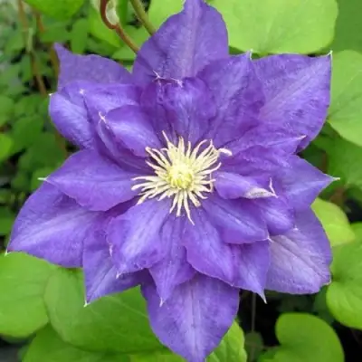 Клематис БЬЮТИ ОФ ВОЧЕСТЕР в Сморгони