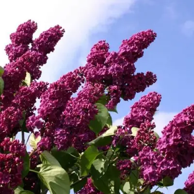 Сирень ЗНАМЯ ЛЕНИНА в Сморгони