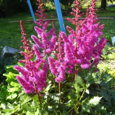 Астильба ЭЛИЗАБЕТ ВАН ВИН японская в Сморгони