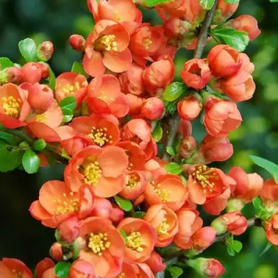 Айва ОРАНЖ ТРЕЙЛ в Сморгони