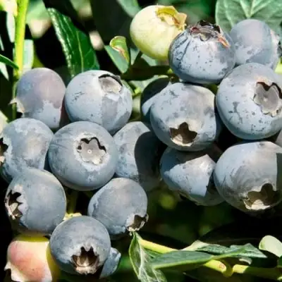 Голубика ЧАНДЛЕР в Сморгони