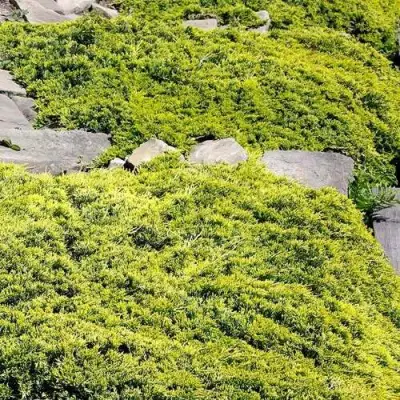 Можжевельник ГОЛДЕН КАРПЕТ горизонтальный  в Сморгони