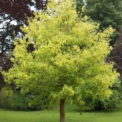 Клен ясенелистный в Сморгони