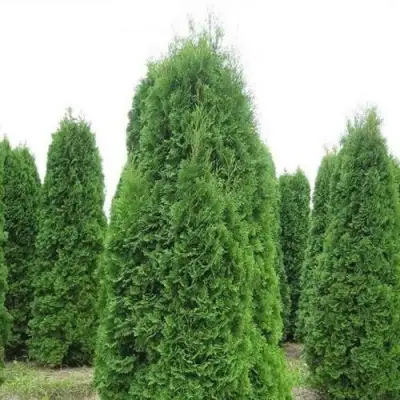 Туя КОЛУМНА западная в Сморгони