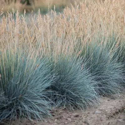 Овсяница АЙСФОГЕЛЬ сизая в Сморгони