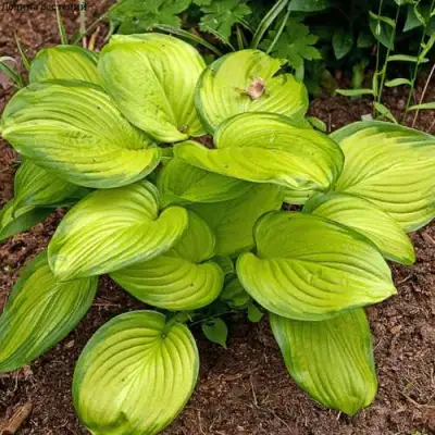 Хоста СТЕЙНД ГЛАСС гибридная в Сморгони