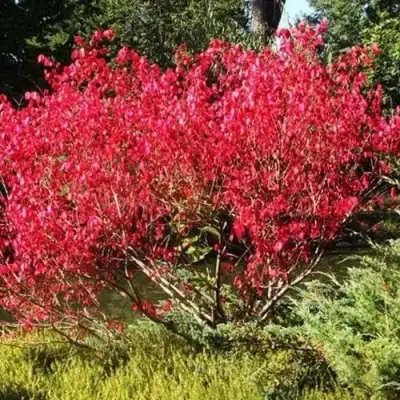 Бересклет ЕВРОПЕЙСКИЙ в Сморгони