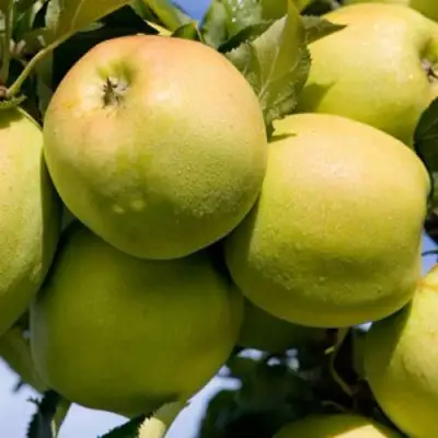 Яблоня МУТСУ в Сморгони