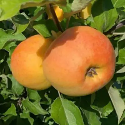 Яблоня АНТОНОВКА ЗОЛОТАЯ в Сморгони