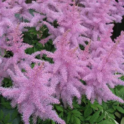 Астильба ГИАЦИНТ Арендса в Сморгони