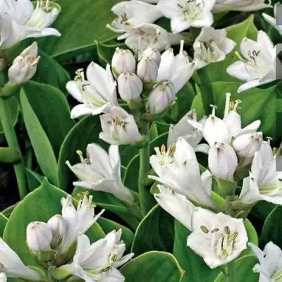 Хоста МОНСТЕР ИРЗ гибридная в Сморгони