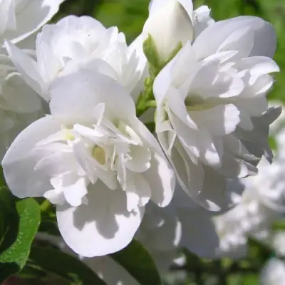 Жасмин ЖИРАНДОЛЬ в Сморгони