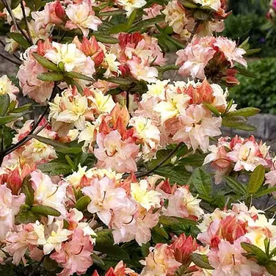 Азалия КЭННОНС ДАБЛ листопадная в Сморгони