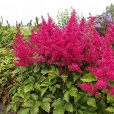 Астильба САННИ ДЕЙ гибридная в Сморгони