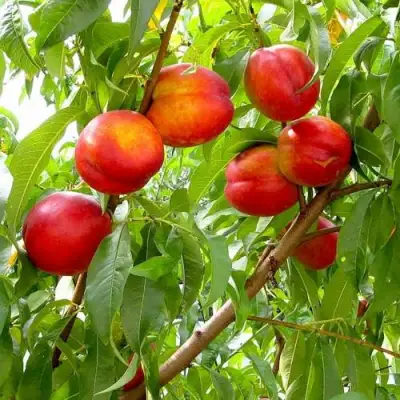 Нектарин ХАРБЛЕЙЗ в Сморгони