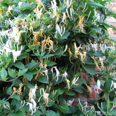 Жимолость ХАЛЛИАНА японская (Хелиана) в Сморгони