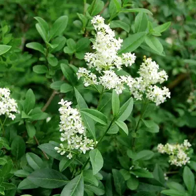 Бирючина обыкновенная АТРОВИРЕНС в Сморгони