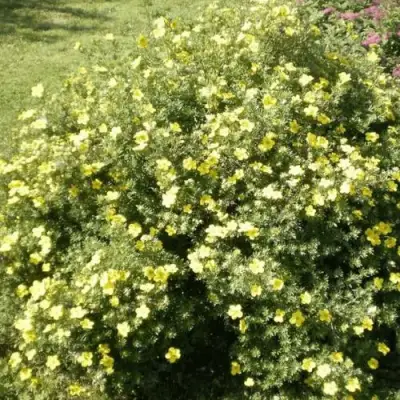 Лапчатка КЛОНДАЙК кустарниковая в Сморгони