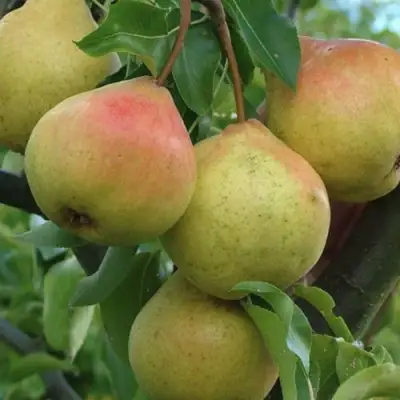 Груша ПАМЯТЬ ЯКОВЛЕВА в Сморгони