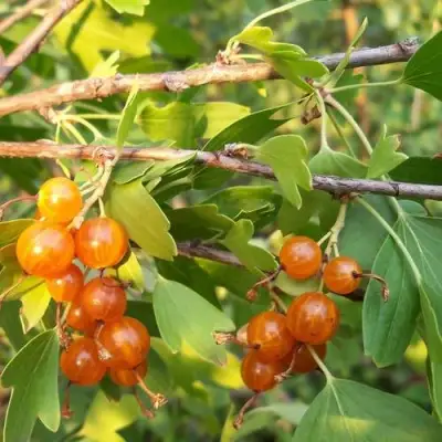 Смородина золотистая ЛЯЙСАН в Сморгони