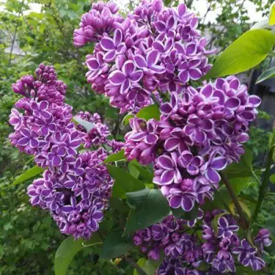 Сирень СЕНСАЦИЯ в Сморгони