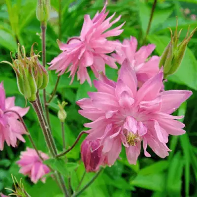 Аквилегия БАРЛОУ ПИНК гибрид МакКаны в Сморгони