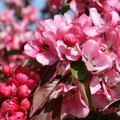 Яблоня РУДОЛЬФ декоративная  в Сморгони