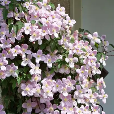 Клематис ГОРНЫЙ в Сморгони