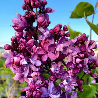 Сирень ВИОЛЕТТА в Сморгони