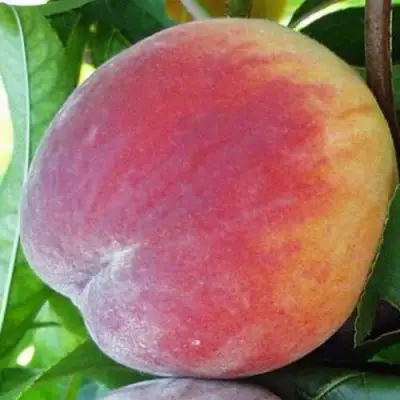 Персик ТОП СВИТ в Сморгони